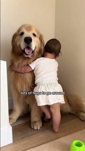 Le labrador meilleur ami des enfants #doglover