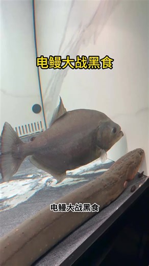 electric eels 😨#aquariumfish #piranhas #predatorfish #arapaima #foryoupage