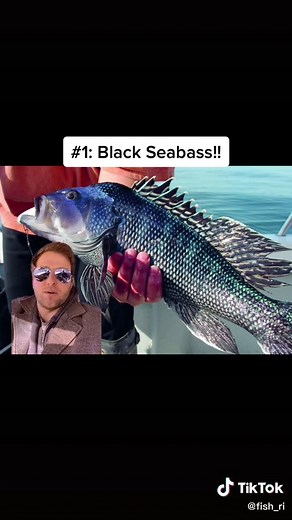 #greenscreen a list of the best fish you can eat in Rhode Island #CorollaCrossStep #rhodeisland #fishtok #fisherman #seabass #tautog #fluke #fishingvideos #saltwaterfishing #fypシ #catchandcook #bassfishing