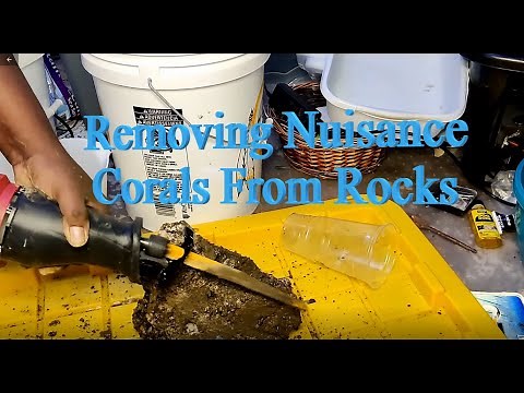 Daily(Sorta) Reefing Tips - #6 How To Remove Unwanted Corals From Rocks