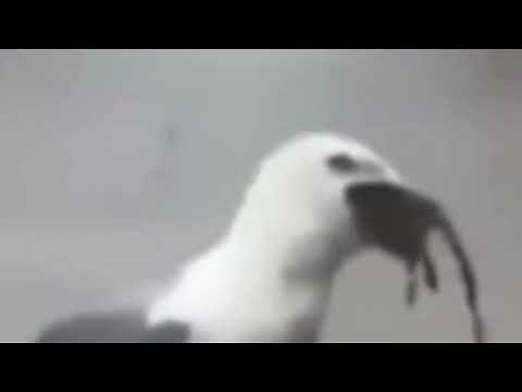 GULP GULP GULP (Tiktok Meme Sound Effect)