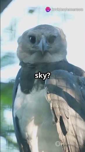 Condor vs. Harpy Eagle: Epic Showdown!