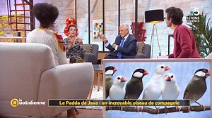 Laetitia Barlerin - Miss Véto nous parle d’un petit oiseau domestique qui peut se comporter comme un chien ou un chat : le Padda de Java ! | Samedi à tout prix