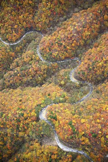 Long, Winding Autumnal Road in Tochigi Pref. Offers Visitors a Look at Changing Leaves with Distinct Color Palettes