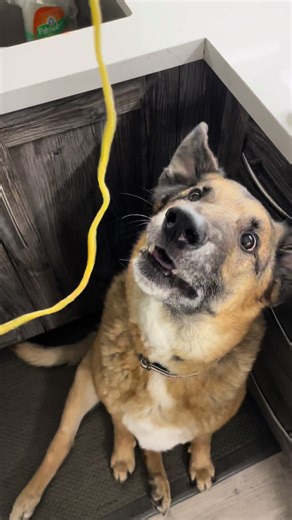 Django (@djangosmiles)’s videos with original sound - Django