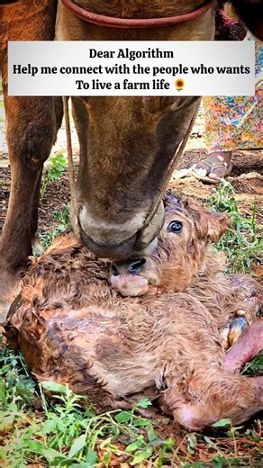 The Peaceful Life Everyone Dreams Of ❤️ #bitsoflife #gokulamfarms #viral #farming #chicken #cow