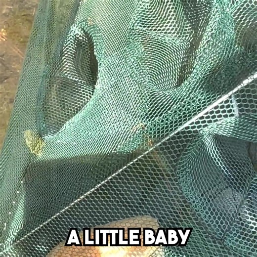 I Caught a SURPRISE in my TURTLE TRAP 🤯 | Bass Fishing Productions
