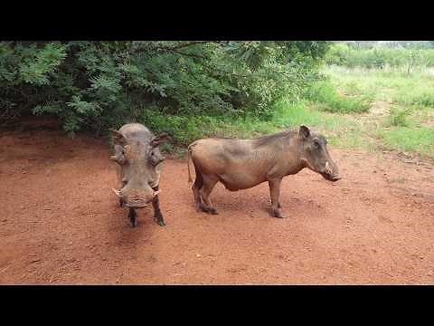 Warthog mating game reserve South Africa.