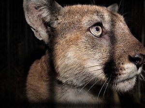 Adult Male Mountain Lion Killed In SoCal