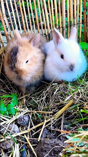 💚Too cute baby rabbits ☀️🍃 #short