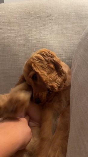 My dog is broken most of the time… 🤣🤣 #cockerspaniel #cockerspanielsoftiktok #cockerspanielpuppy #puppylove #puppiesoftiktok #fyp