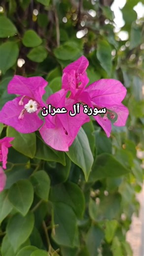 Surah Al Imran ❤️ Ayat 18-20 Urdu Translation #quranictranslation #qurantarjuma #surahalimran