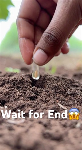 ✅✅ We don't sow seeds... we sow capsules!" 🌱Grows 100% even in the rain - now the fear of drippin...