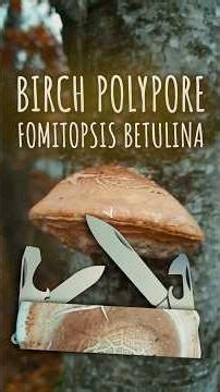 Birch Polypore #outdoors #fungi #foraging #nature #antiviral #antiseptic #antifungal #immunesupport