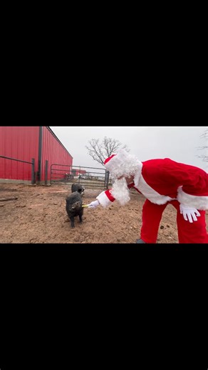 🎅🐖 Part 7: Santa Enters the Pig Paddock (Absolute Chaos Ensues). Next stop on Santa’s ranch route: the pig paddock—aka the loudest, happiest, most food-motivated crowd on the entire property. Santa barely made it through the gate before the pigs lined up like they’d been waiting on him all year (because… they were). Treats were distributed, snorts were aggressive, and personal space was immediately canceled. If you’ve never seen pigs celebrate Christmas, just know this: 🎄 They don’t whisper. 