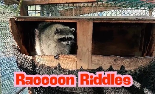 #ThrowbackThursday with Our Raccoon Riddles! ❄️🦝 Join us for a nostalgic trip back to when our fluffy and curious raccoons had everyone guessing! Even the experienced Holly and Jeremy found it challenging to distinguish these inquisitive critters. Now it's your turn—can you spot the differences between the raccoon squad ? Get Involved: Spot the Difference: Carefully examine our video and see if you can identify what distinguishes each raccoon. Share Your Guess: Comment with your observations an