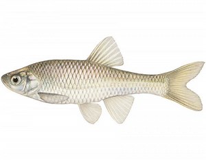 Red shiner - Alchetron, The Free Social Encyclopedia