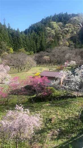 【長留のしだれ桜】小鹿野町の桜の名所 4/12 #shotrs