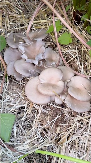 Grow Mushrooms in the Garden! #gardening #mushroom #fungi #oystermushroom