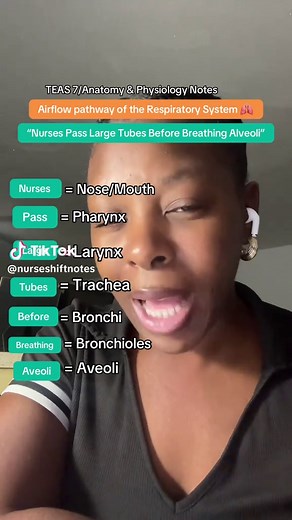 Easy, exact order of airflow in Respiratory System 🫁 Study these notes for TEAS 7/Anatomy & Physiology! #prenursing #nursetok #anatomyandphysiology #respiratory #nursingstudents