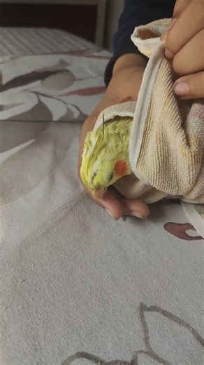 After taking bath Picku is looking so cute 🥰 #birds #cockatiel #talkingparot #cute #pets #ytshorts