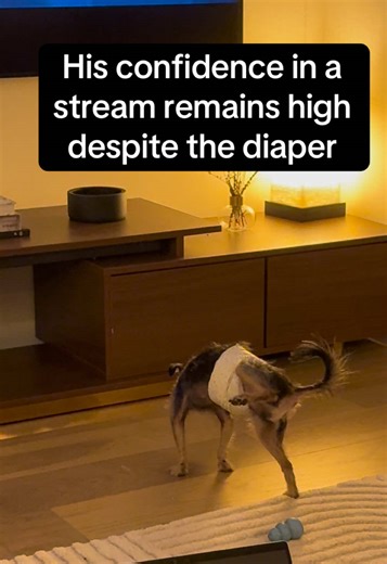 Chihuahua Caught in the Act on the Rug