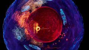 Can you imagine being inside a cell and watching the biological clock at work? For the very first time, this year’s Nobel Prize in Physiology or Medicine can be experienced through a unique virtual reality (VR) installation. “This VR experience gives a very hands-on, and effective, way to get closer to the incredible discovery,” said Thomas Perlmann, Secretary of the Nobel Committee for Physiology or Medicine. At the Nobel Museum in Stockholm, visitors can preview ‘The Circadian Rhythm’, which p