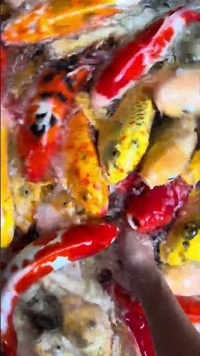 Suas Koi Podem Ficar Assim de Dóceis? Veja Como #carpakoi #koi #treinamento