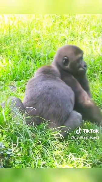Adorable Gorilla Watching a Snake Together