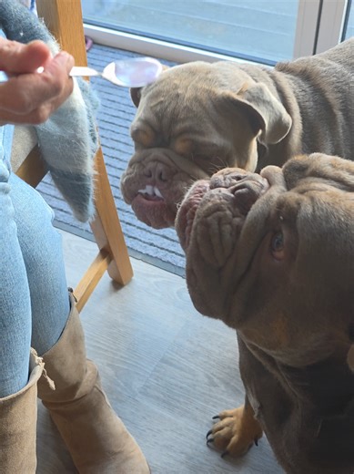 Understanding English Bulldogs: A Comprehensive Guide