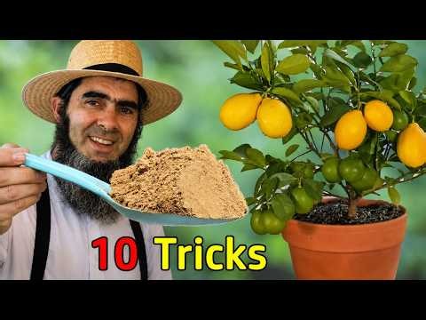 10 Tricks to Grow LOTS of Lemons in a Pot for EASY Citrus Tree Care