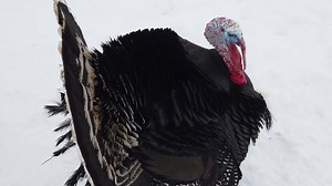 7.8K views · 250 reactions | Gobble, Gobble! Here are some fun facts...