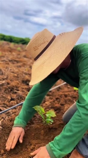 Planting coffee with the best seeds #farming #automobile #agriculturaltechniques #healthycoffee #...