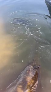 21K views · 395 reactions | Riesiger Wels für Bence! Dieser Moment...