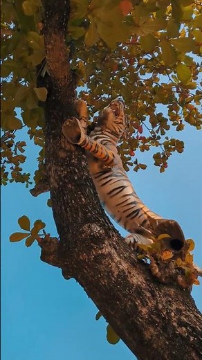 A Tiger in the Tree 😲🐅 Unbelievable Wildlife Moment #Shorts