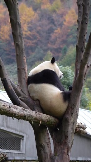 福宝又度过了令人心痛的一天。基地每天给的竹筍、竹叶、白荚竹，她几乎连看都不看，胃口差得让人揪心。 在韩国时，她吃竹叶的模样多轻松、多满足，如今却连最基本的食物都无法吸引她。 这样的落差，不是偶然，而是饲养条件过时、对健康漠视的结果。 而在这样的问题下，他们却还有底气拍出一部“洗白影片”。 难过的不只是她的胃口，是这地方对生命的冷漠。 | Yorkshire prince Q比