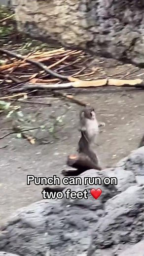 Punch the Running Monkey: A Heartwarming Surprise