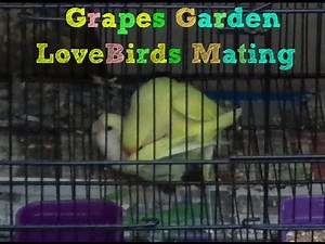 Female Lovebirds Mating | LoveBirds Mating