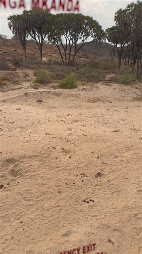 Painted Wolf Foundation on Instagram: "Joining the hunt This is probably the most exciting footage ever taken of a wild dog hunting. Tsavo Trust is using their helicopter to monitor remote packs as part of Tsavo Trust’s painted wolf monitoring programme. This has been developed with PWF and funded by the Painted Dog Fund. Lucky Ruth getting to film this, as the helicopter sped along the Tiva Riva, on a visit to the project to help train their dedicated conservationists on monitoring techniques.