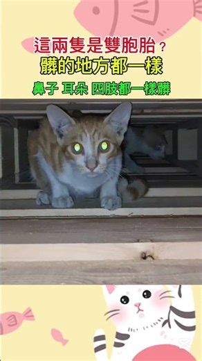 玩到髒髒的小貓Playing dirty kitten#cat #cute #고양이 #catlover #love #friends