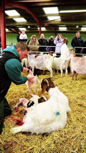 Dalscone Farm Daily #Update 2026! #DalsconeFarm​ #Farm