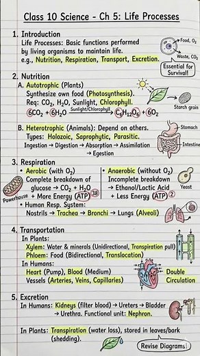 Class 10 Science Chapter 5 Notes - Life Processes