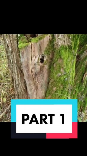 MAGIC TREE 🌳 PART 1 • Full video on YouTube