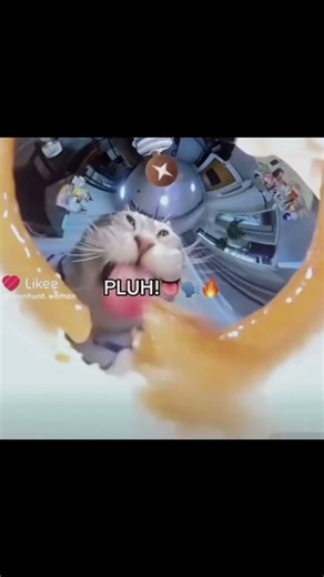 pluh 🗣️🔥 #pluh #cat #cats #funny #funnycat #shorts #meow #lol #fyp #fypシ #blowup #viral #yes