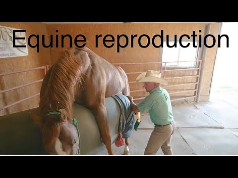 EQUINE REPRODUCTION 101. #horse #reproduction #ranch
