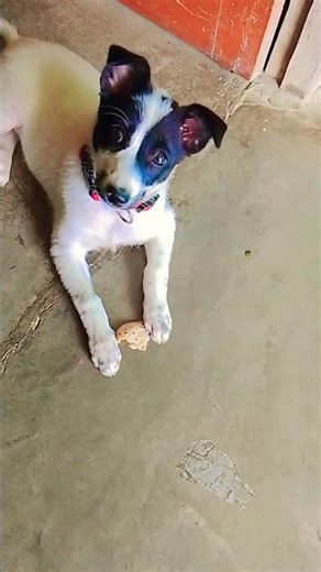 sweetu Blog me reels viral videos