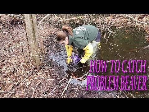 How to trap problem beaver with castor mounds