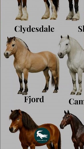 Fjord Horse 🐎❄️ The Viking Horse of the North