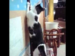 ジュゲムこち亀バージョン 歌ったよ