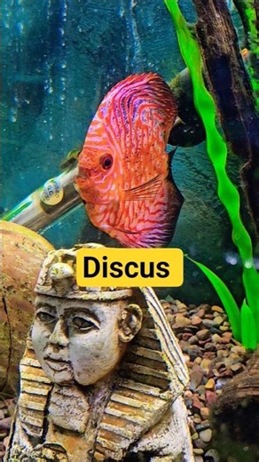 🐟Discus Fish #Shorts #Discusfishtank #Fish